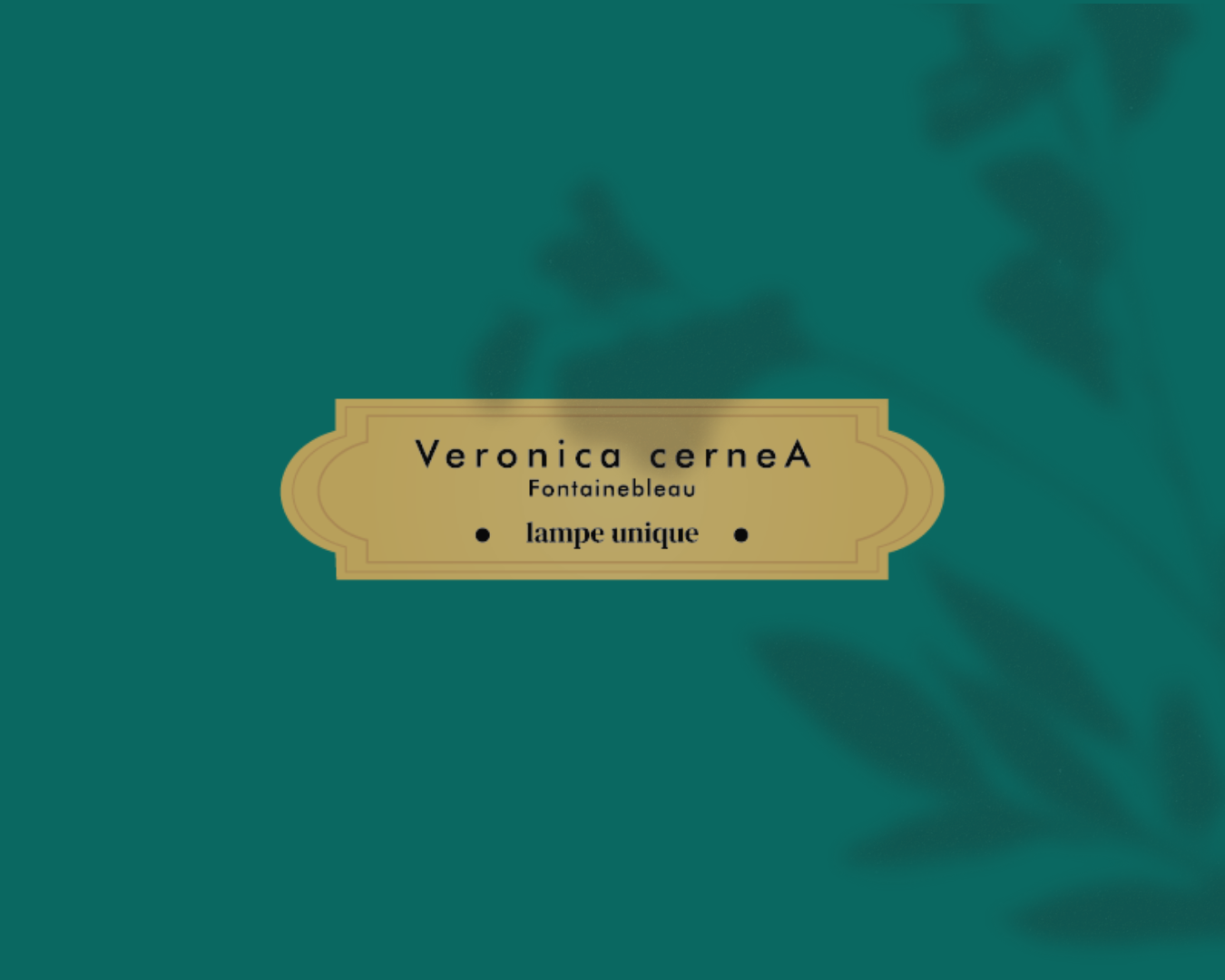 Veronica cerneA